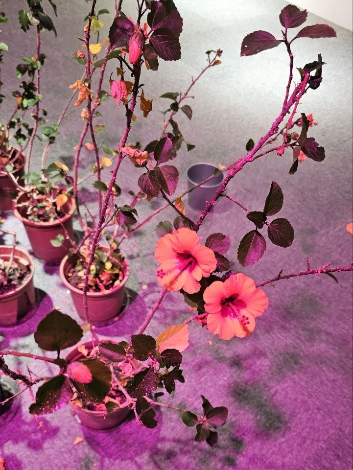 扶桑花新開的紅色花朵。