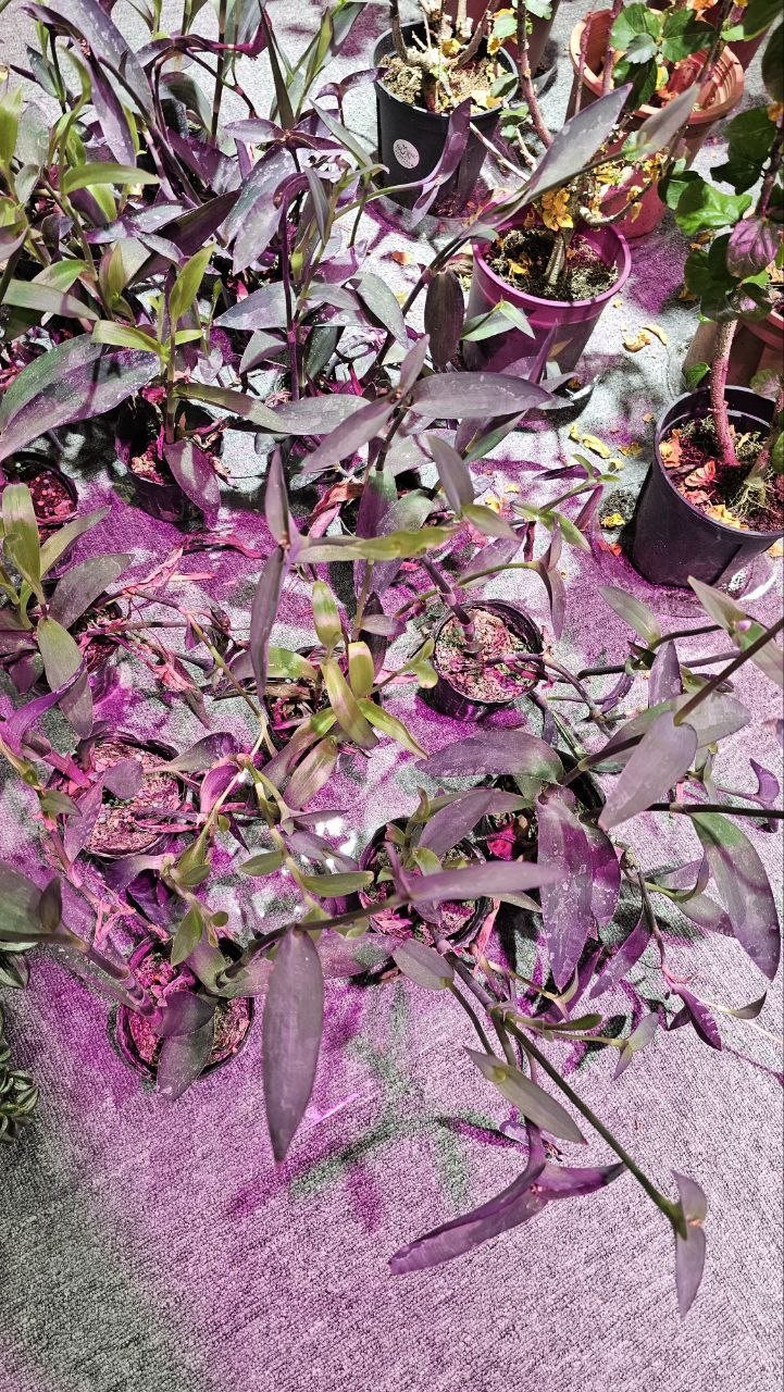 紫紅色植物燈下，由上往下看的紫錦草盆栽群。