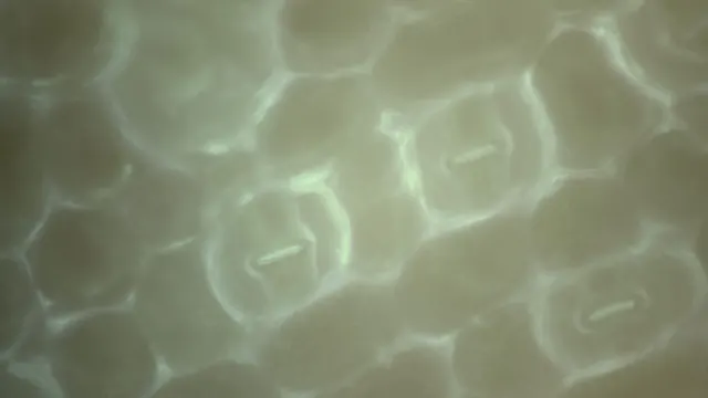 紫錦草 ≈700×，藍光，錄影第 16:46。