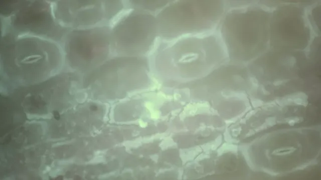 紫錦草 ≈700×，藍光，錄影第 55:00。