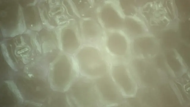 鴨跖草 ≈700×，藍光，錄影第 15:15。