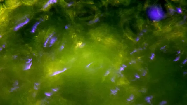 扶桑花 1000×，藍光，錄影第 19:17。