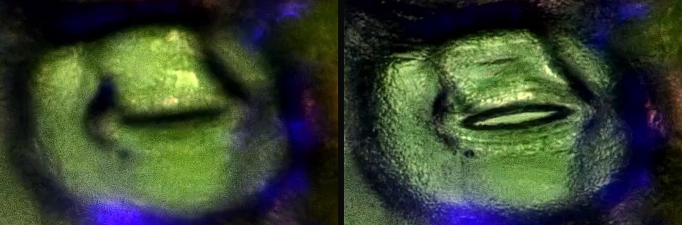 顯微鏡下同一個紫錦草氣孔的兩個時刻：左邊兩片保衛細胞緊貼、孔縫閉合；右邊孔縫張開成一道細長的暗縫。