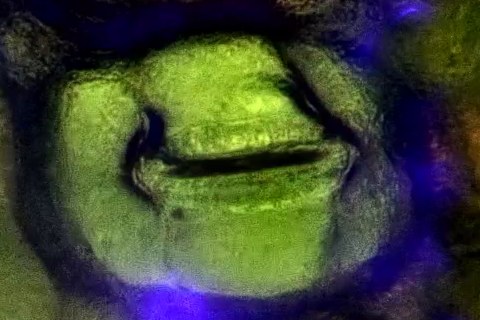 顯微鏡下的一個紫錦草氣孔，錄影第 05:00。