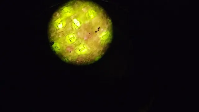 顯微鏡目鏡裡的圓形視野，黃綠色的表皮細胞與氣孔。