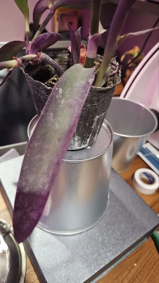 紫錦草葉片近照，葉面有淺色斑塊。