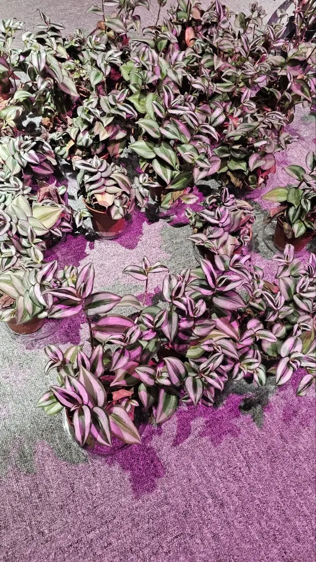 植物燈下成群的鴨跖草盆栽，葉面有紫、綠、銀白條紋。
