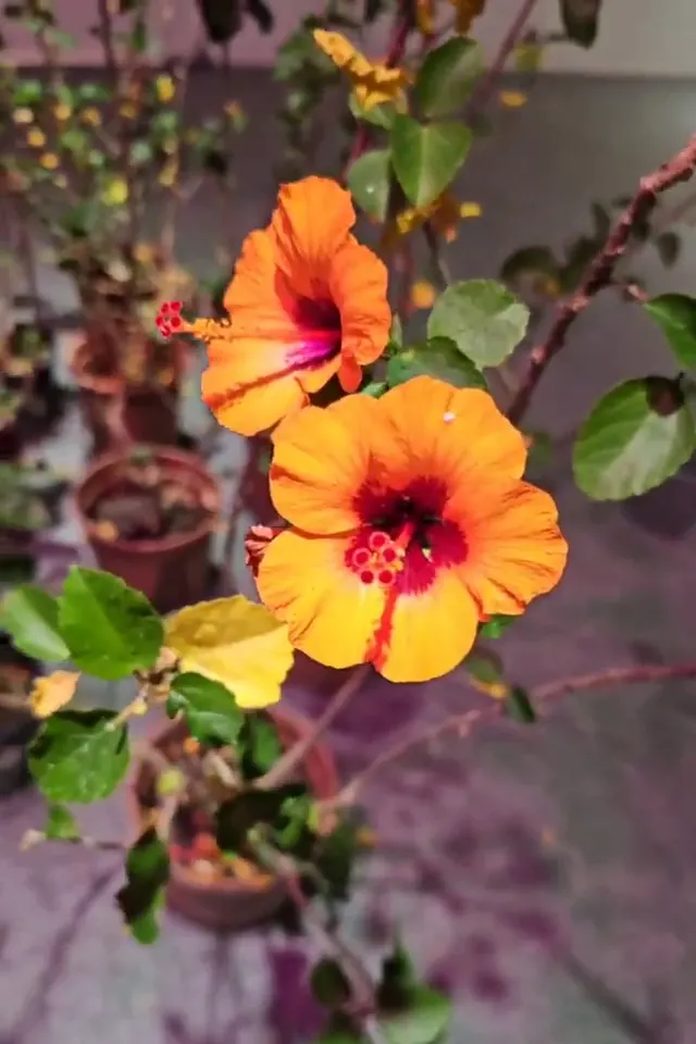 開花中的扶桑花盆栽群。